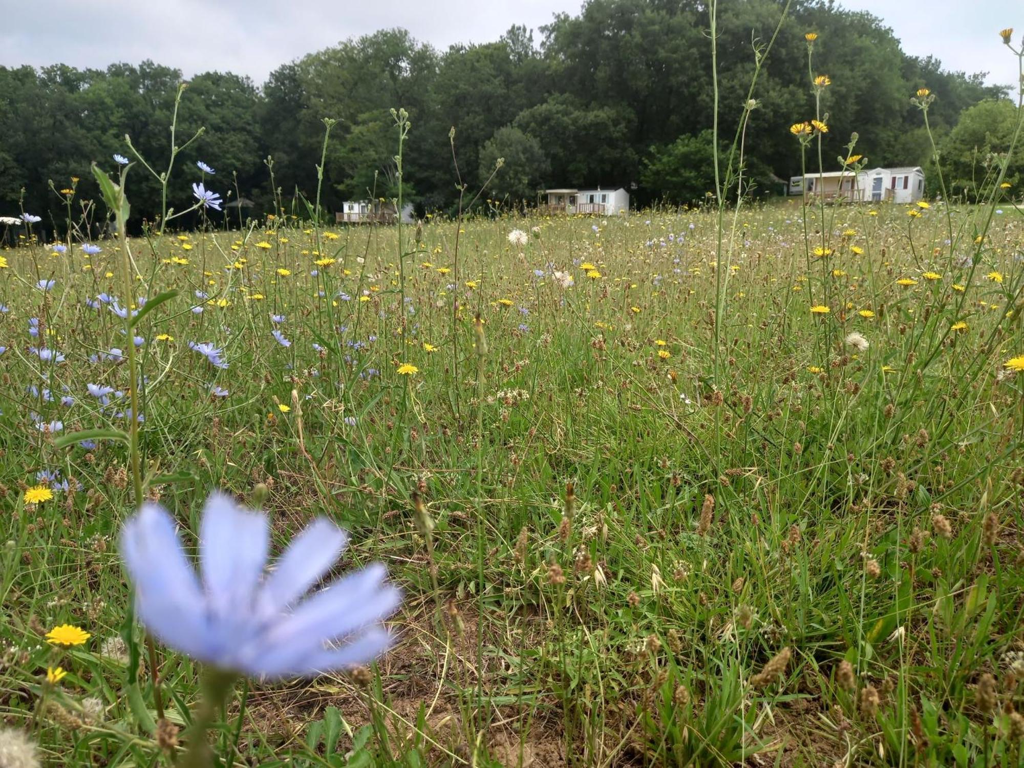 Camping Nature Le Valenty Mobil-Home-Dordogne Panoramique Clim Piscine Soturac Extérieur photo